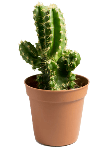 cacti plant