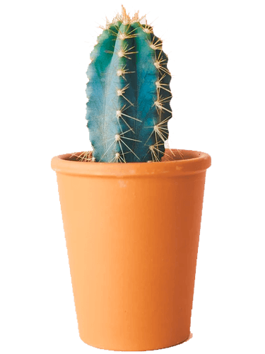 cactus plant