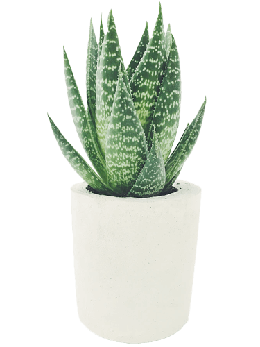 aloe vera plant