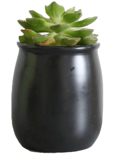 Succulent plant